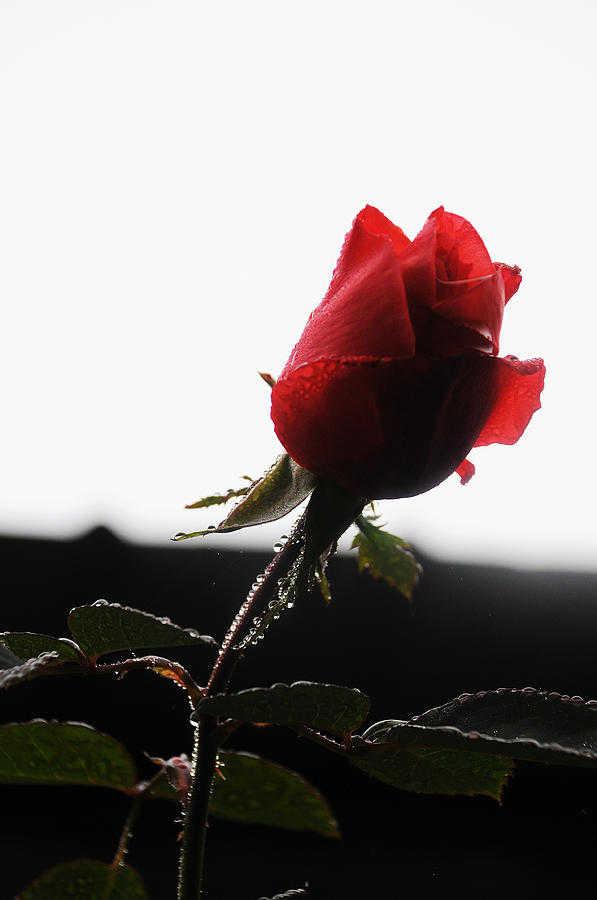 Roses Photograph - Rose Bud 2011 by Leon Hollins III Roses Photograph - Rose Bud 2011 by Leon Hollins III