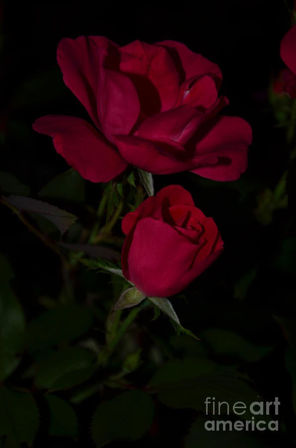 Rose Bud And Bloom On Black Photograph by Bob Sample