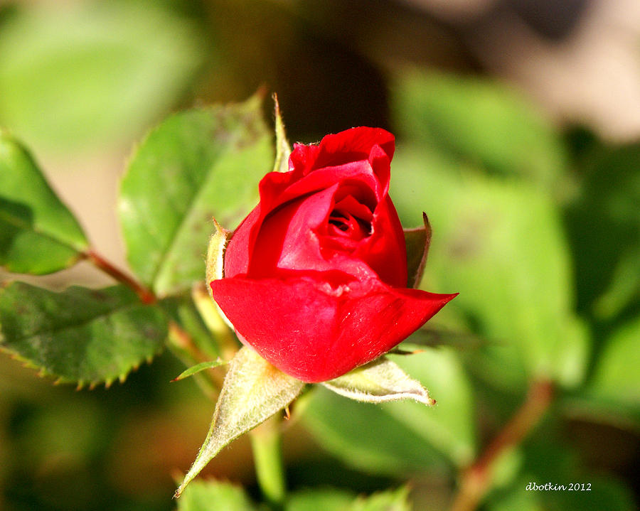 Rose Bud Photograph by Dick Botkin