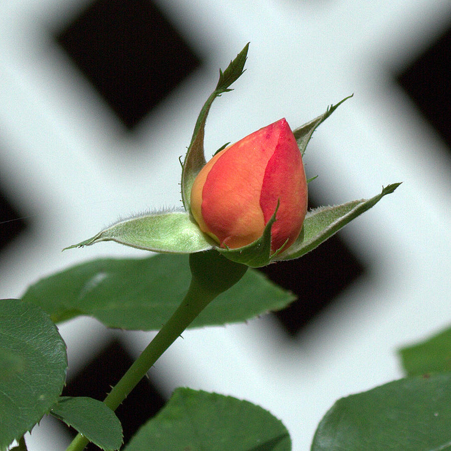 Rose Bud Photograph by Farol Tomson