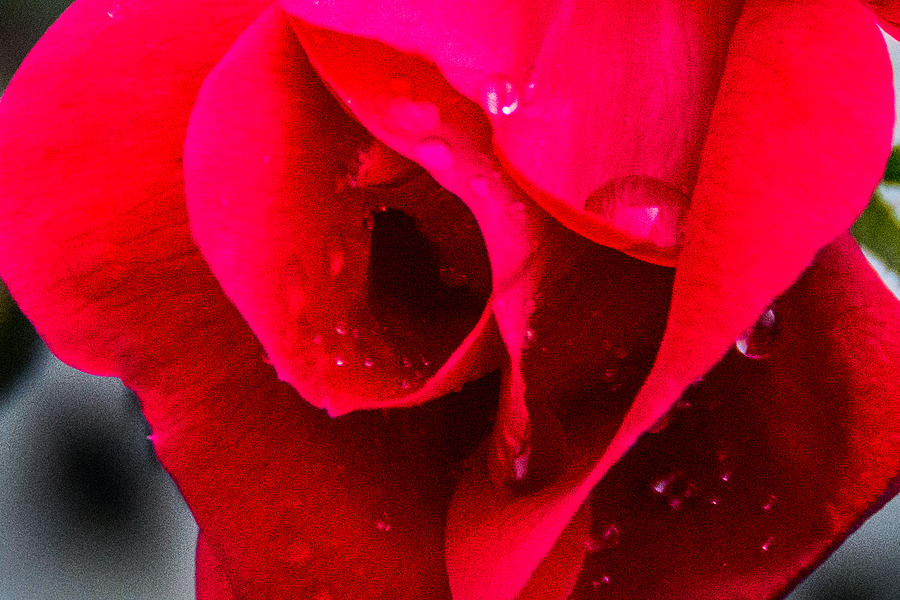 Flower Photograph - Rose Bud  by Kathy Liebrum Bailey