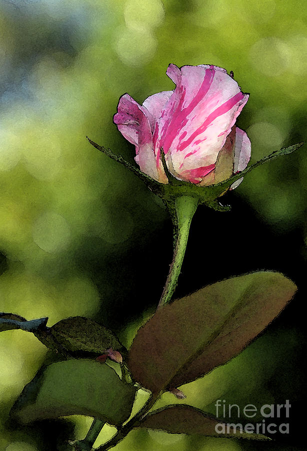 Candy Cane Rose Bud Digital Art by Kirt Tisdale