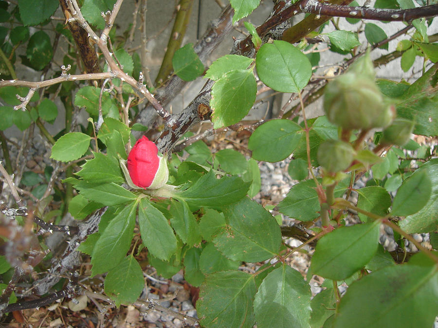 Rose Bud Photograph