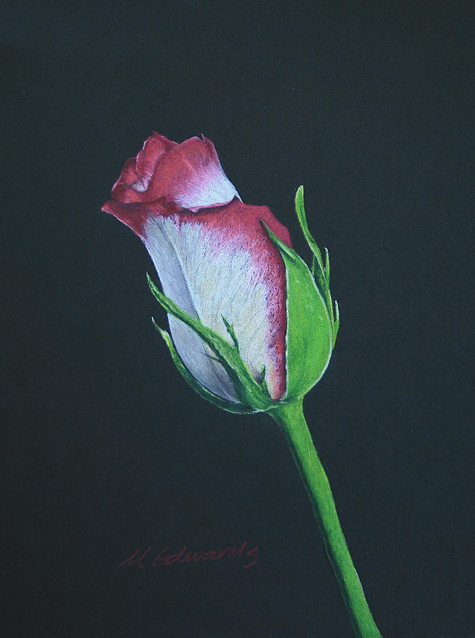 Rose Bud Drawing by Marna Edwards Flavell