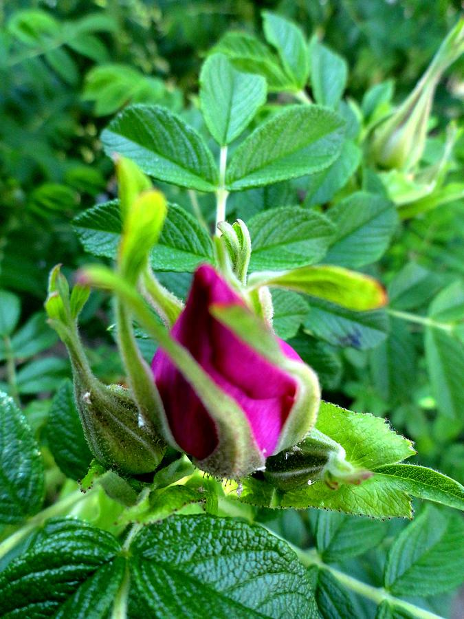 Rose Bud Photograph by Mike Breau