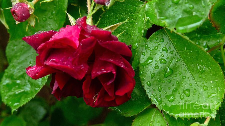 Rose Bud Rain Photograph by Julia Hassett