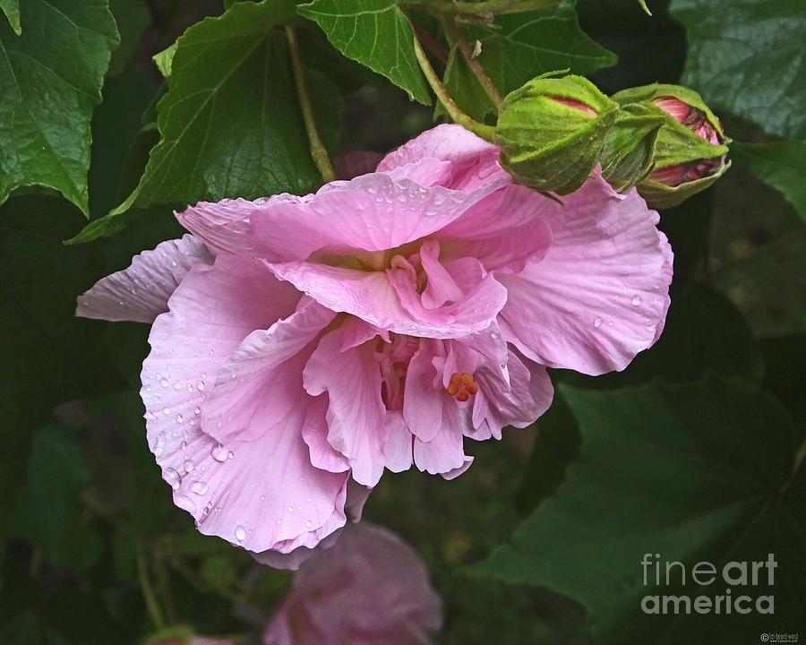 Rose Buds and Bloom Louisiana Confererate Rose Photograph by Lizi Beard-Ward