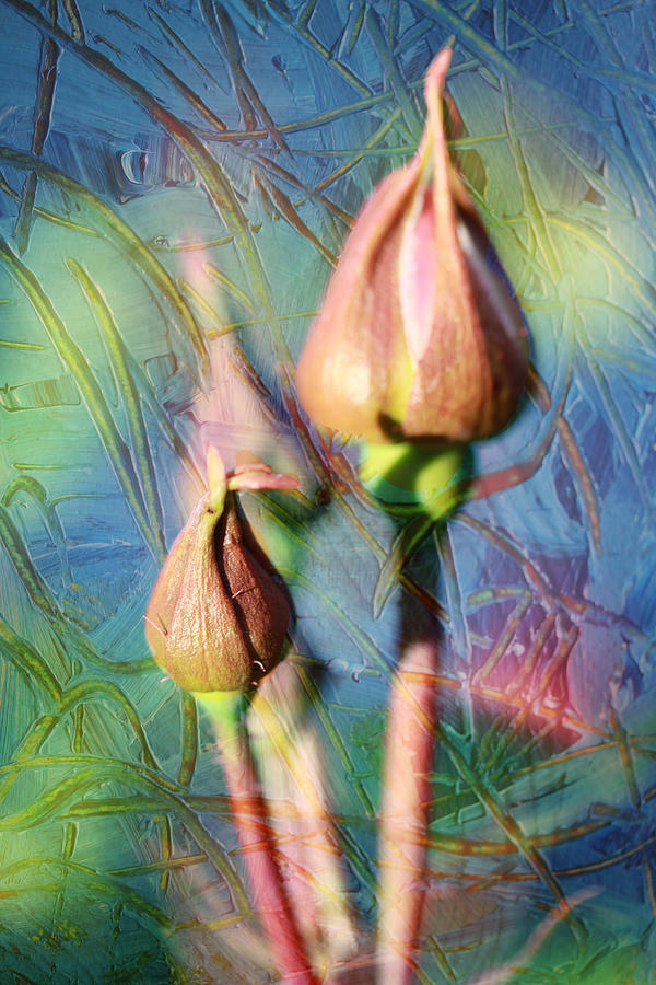 Rose Buds in the Garden - Sunlight Mixed Media by Marie Jamieson