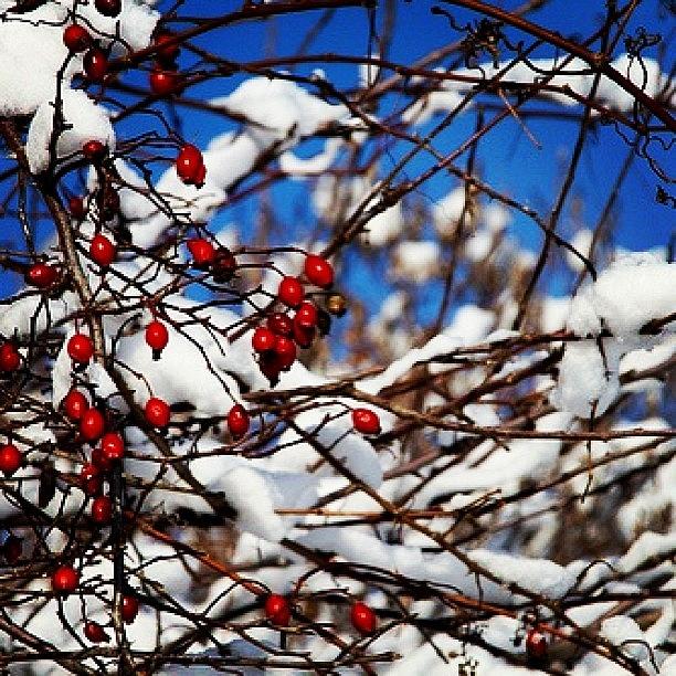 Nature Photograph - Rose Buds In Winter #snow #red #white by Sharon Wilkinson