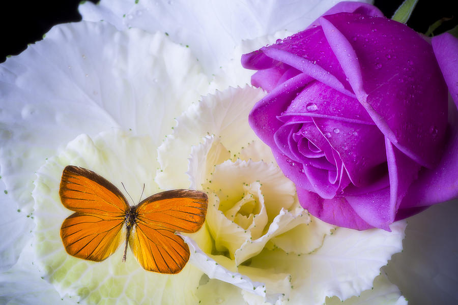 Rose Photograph - Rose butterfly with kale by Garry Gay