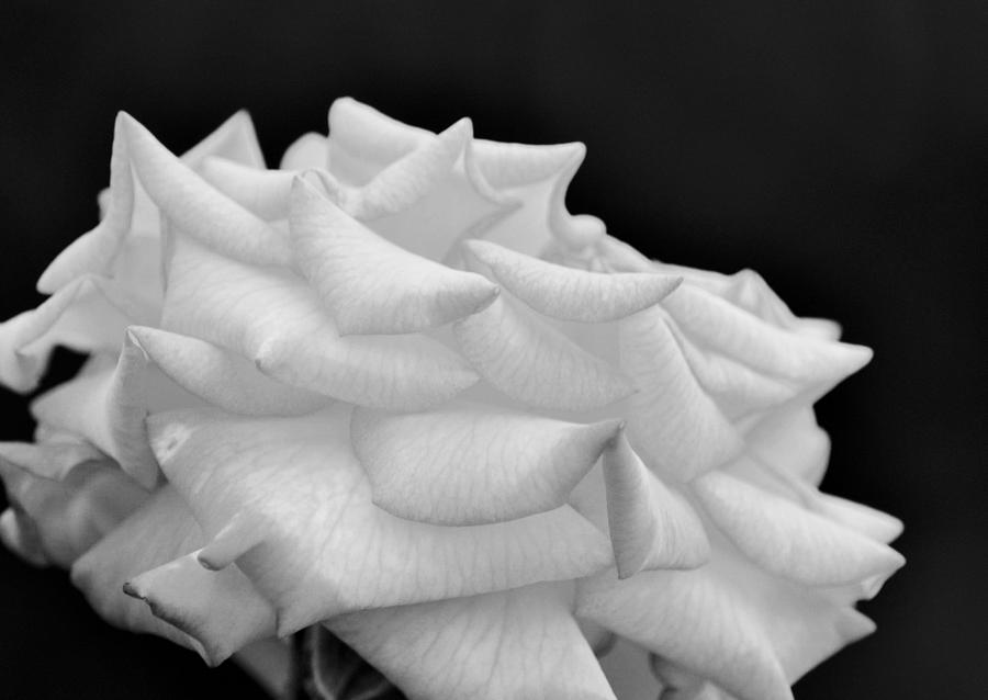 Rose BW Photograph by Maria Urso