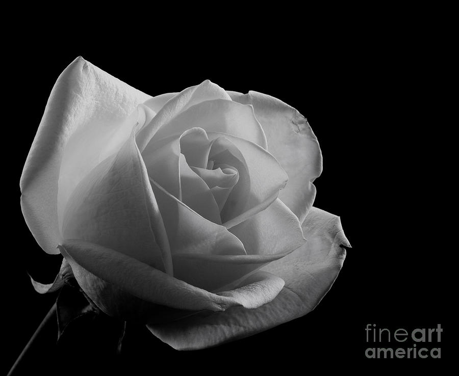 Rose by any Other Name Photograph by Sandra Clark