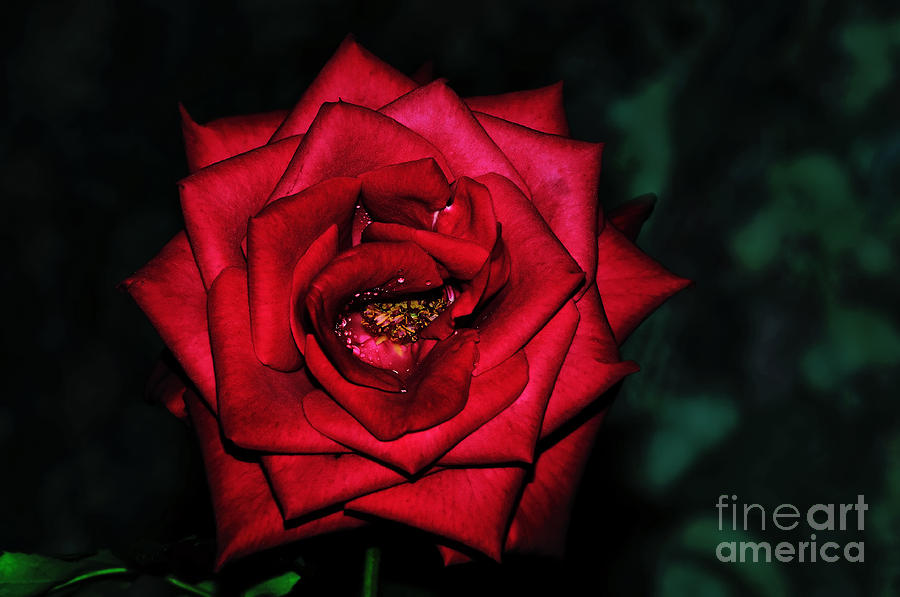 Rose by Night Light Photograph by Kaye Menner