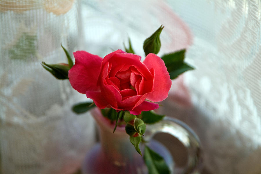 Rose by the Window # 2 Photograph by Thomas Firak
