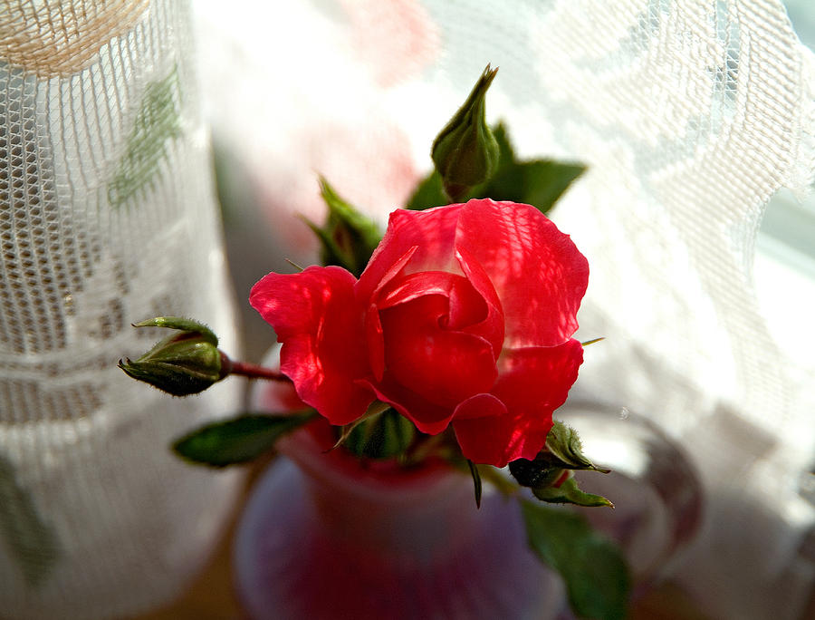 Rose by the Window Photograph by Thomas Firak