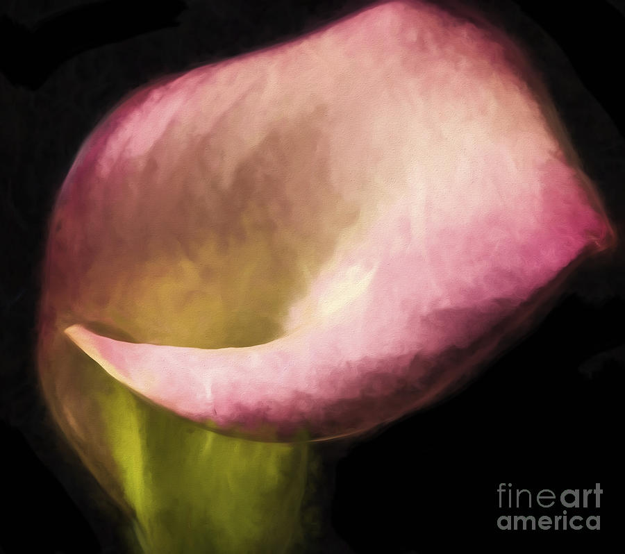 Rose Calla Lily Photograph by Shirley Mangini