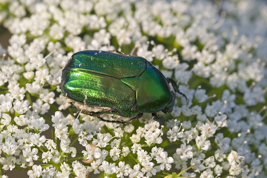 Nature Photograph - Rose chafer beetle by Science Photo Library