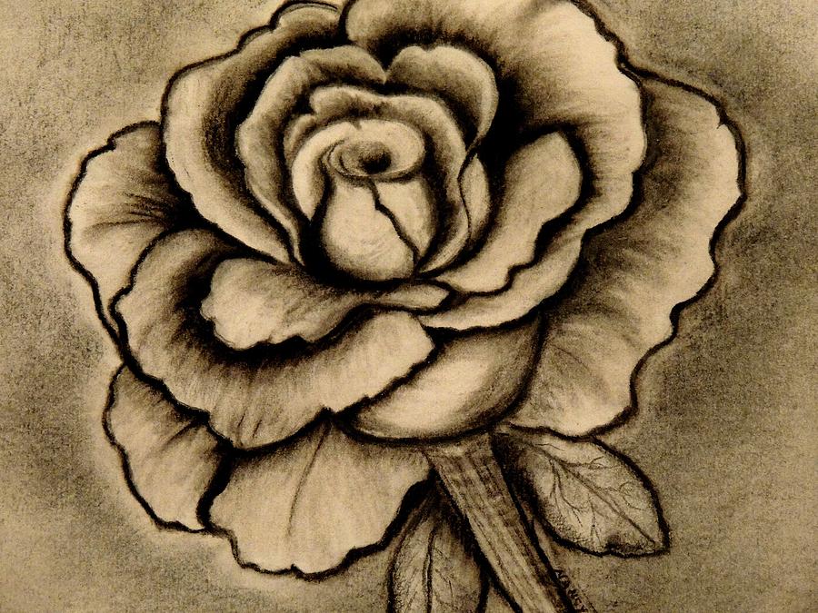 Rose Charcoal Drawing Drawing by Nancy Wagener