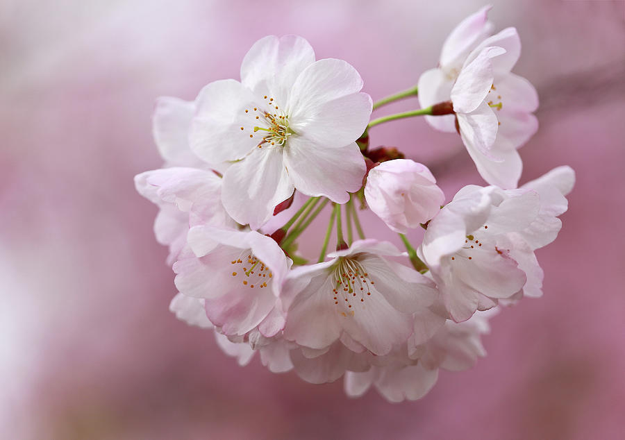 Rose - Cherry Photograph by Huayang - Fine Art America