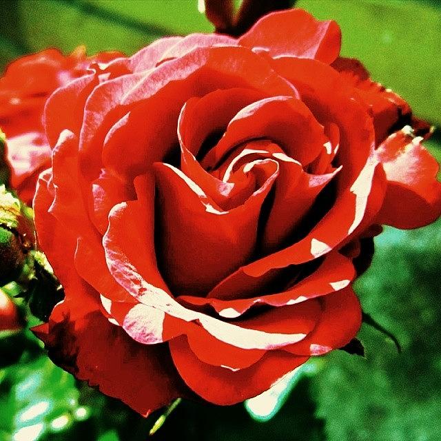 Rose Photograph by Chris Drake