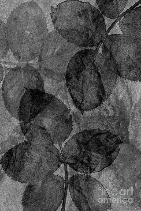 Rose Clippings Mural Wall - Black and White Photograph by Claudia Ellis