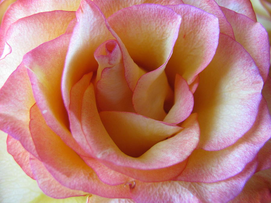 Rose close up 1 Photograph by Anita Burgermeister