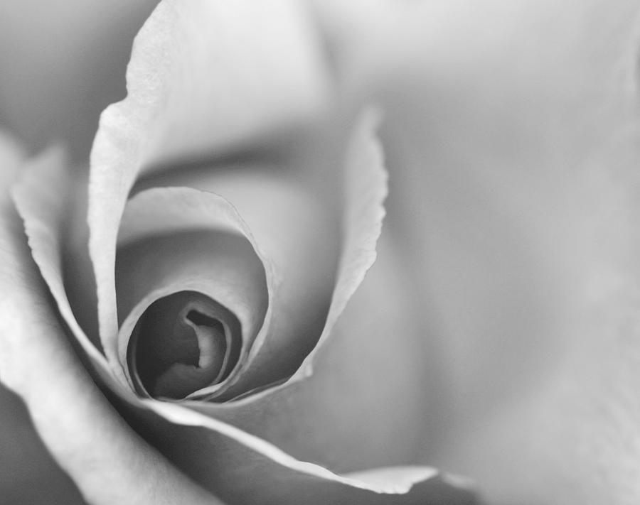 Rose Close Up - Black and White Photograph by Natalie Kinnear