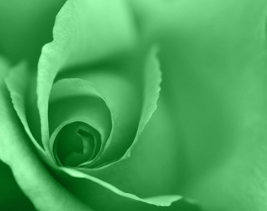 Rose Close Up - Green Photograph by Natalie Kinnear