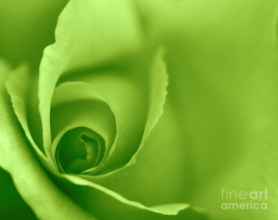 Rose Photograph - Rose Close Up - Lime Green by Natalie Kinnear