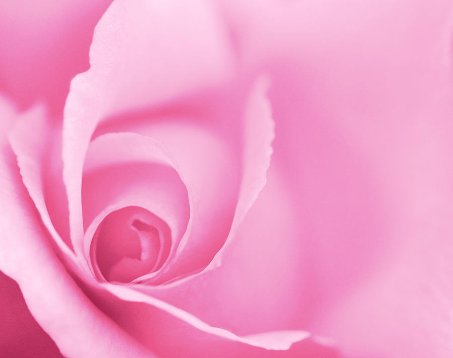 Rose Close Up - Pink Photograph by Natalie Kinnear