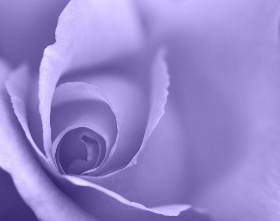 Rose Close Up - Purple Photograph by Natalie Kinnear