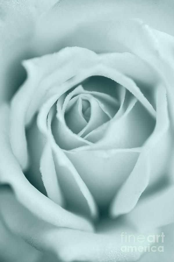 Rose closeup in monochrome Photograph by Vishwanath Bhat