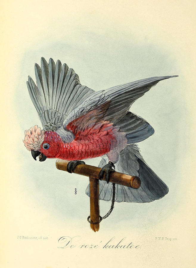 John James Audubon Painting - Rose Cockatoo by Dreyer Wildlife Print Collections 
