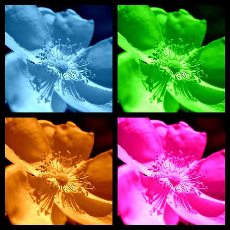 Rose Collage Photograph by Kelly Nowak
