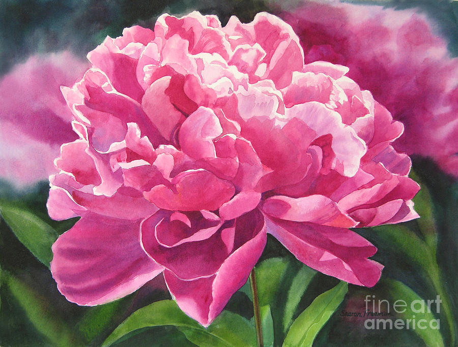 Flowers Still Life Painting - Rose Colored Peony Blossom by Sharon Freeman