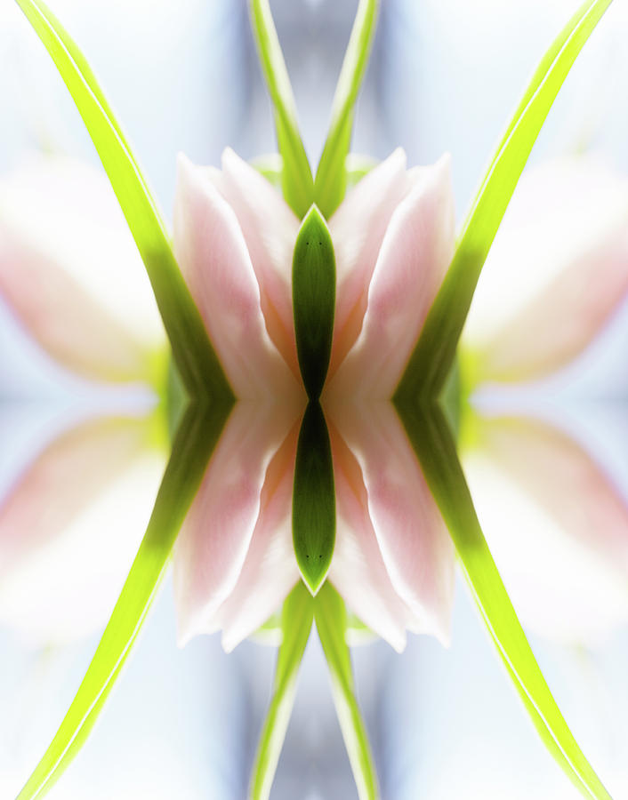 Rose Colored Tulip Photograph by Silvia Otte Rose Colored Tulip Photograph by Silvia Otte