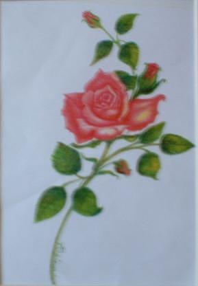 Pink Rose Drawing - Rose Confection by Regina Taormino