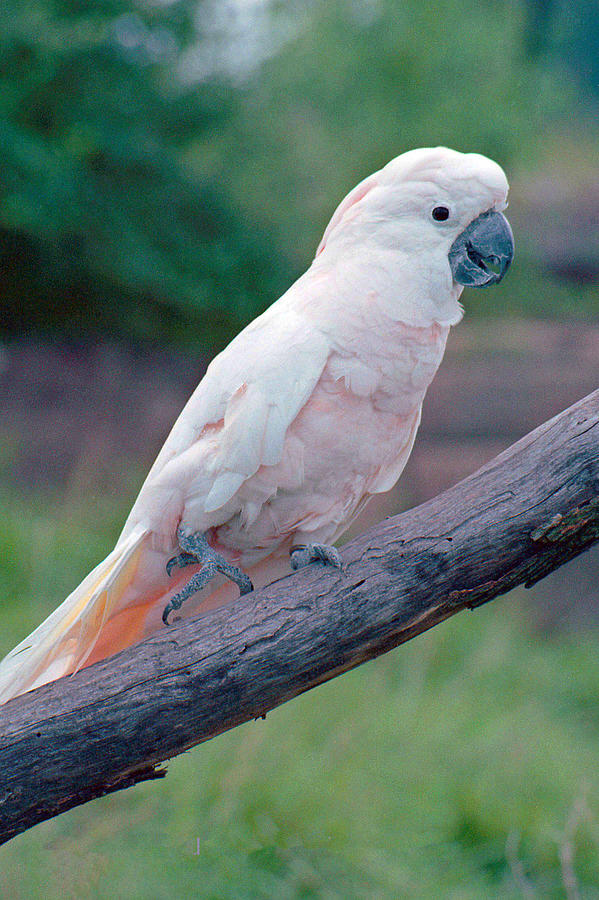 pics of rose cockatoo