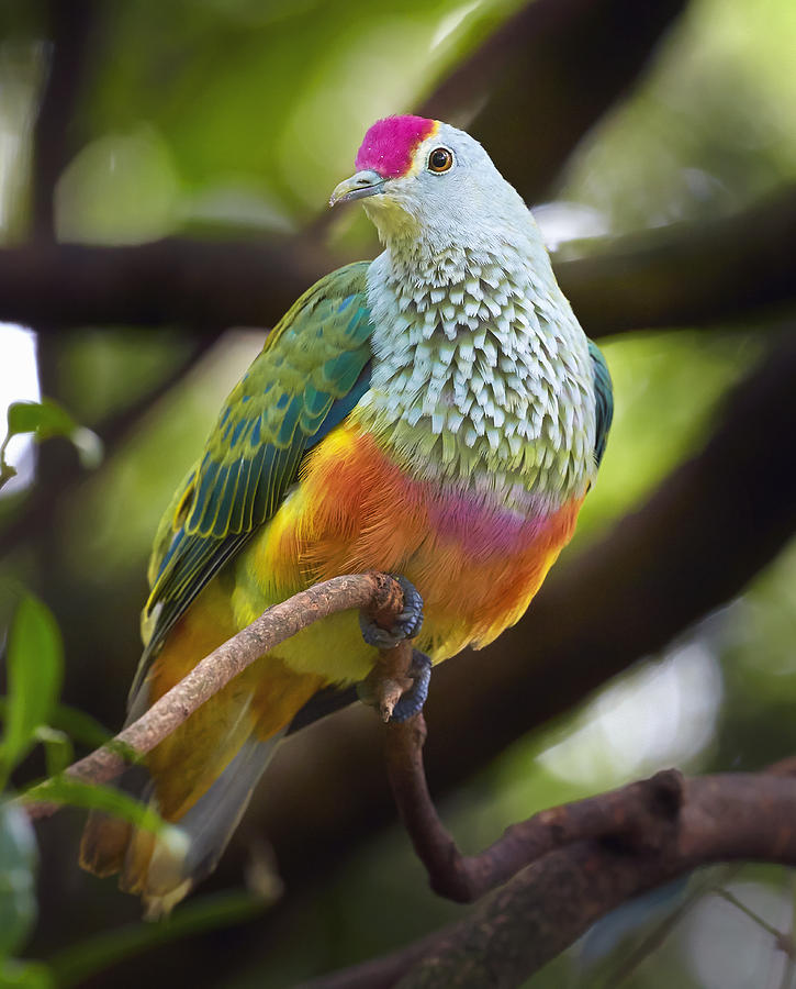 Rose-crowned Fruit-dove Australia Photograph by Martin Willis