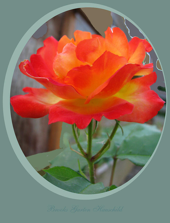 Rose Divine - Floral Art and Photography - Orange Rose Photograph by Brooks Garten Hauschild