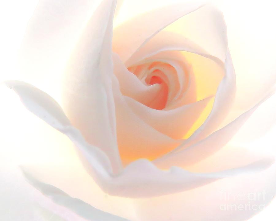 Rose Delicate Photograph by Scott Cameron