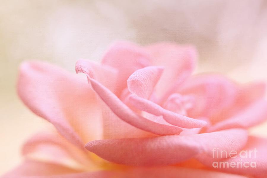 Rose Photograph - Rose Delight by LHJB Photography