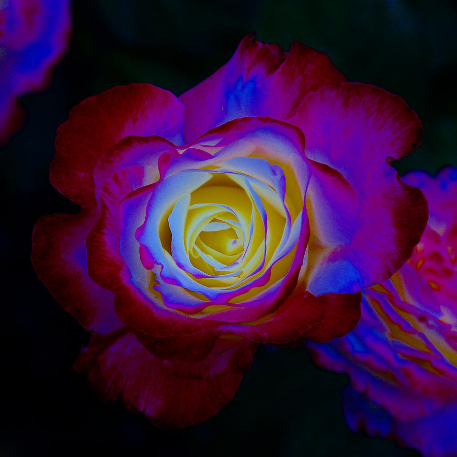 Rose Dream Photograph by Ben Upham III
