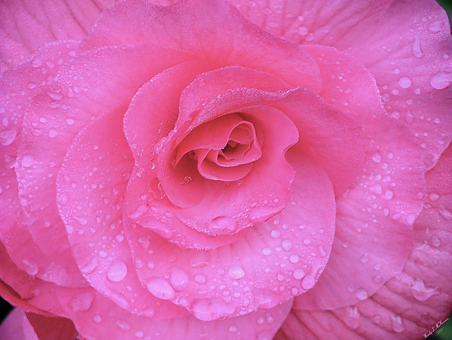 Rose Drop Photograph by Wendy McKennon