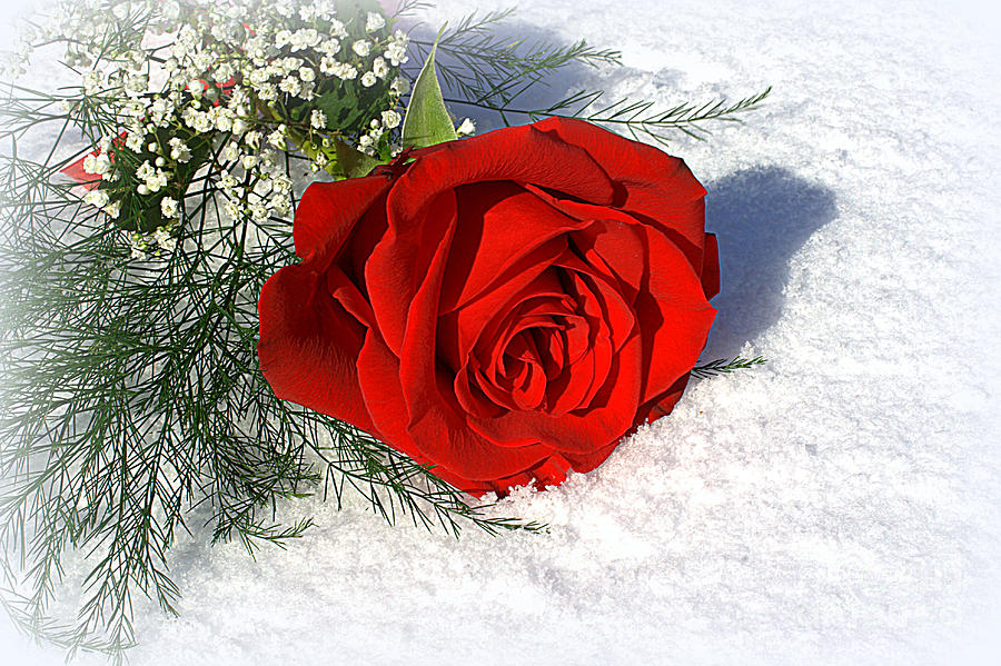 Rose Dropped in Snow 3 Photograph by Robin Lynne Schwind