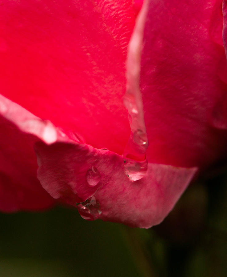 Rose drops Photograph by Haren Images- Kriss Haren