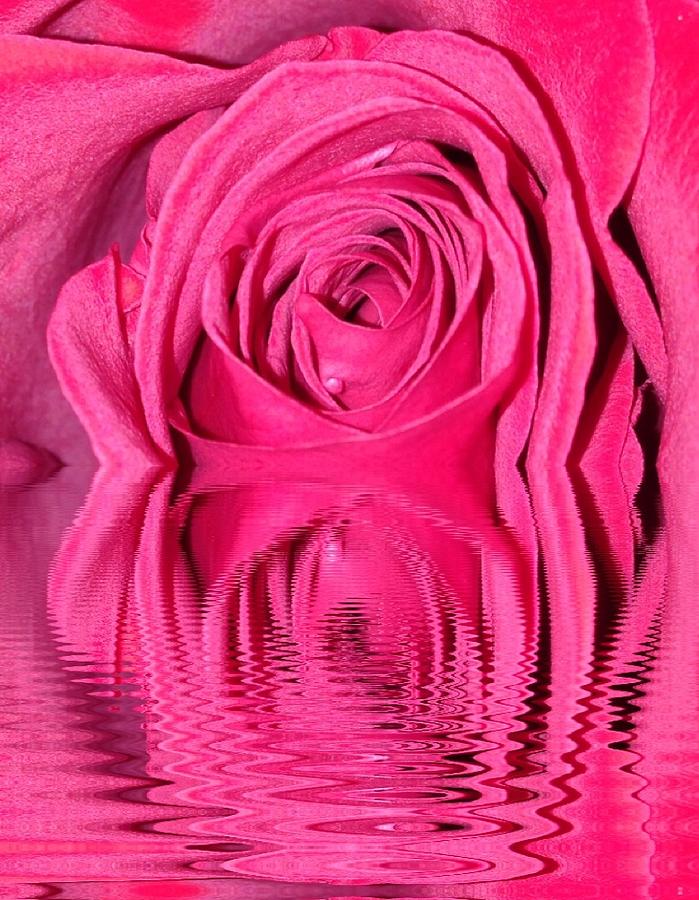 Rose Drops Photograph by Marian Lonzetta