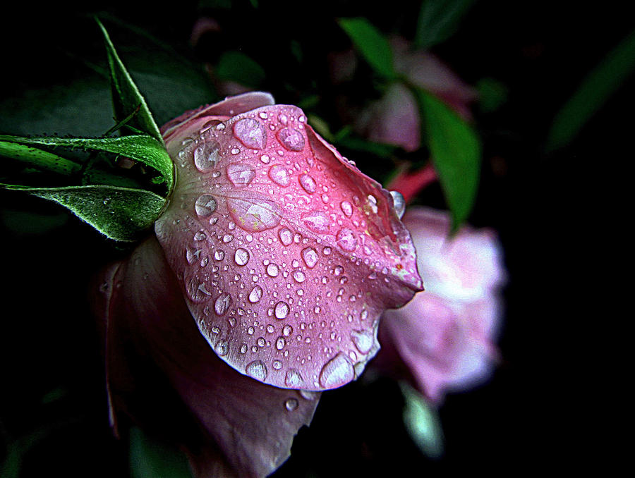Rose Drops Photograph by Suzy Piatt
