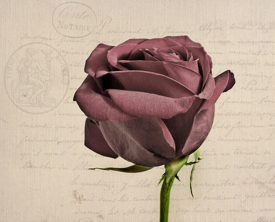 Vintage Photograph - Rose en Variation - s02c3t3a by Variance Collections