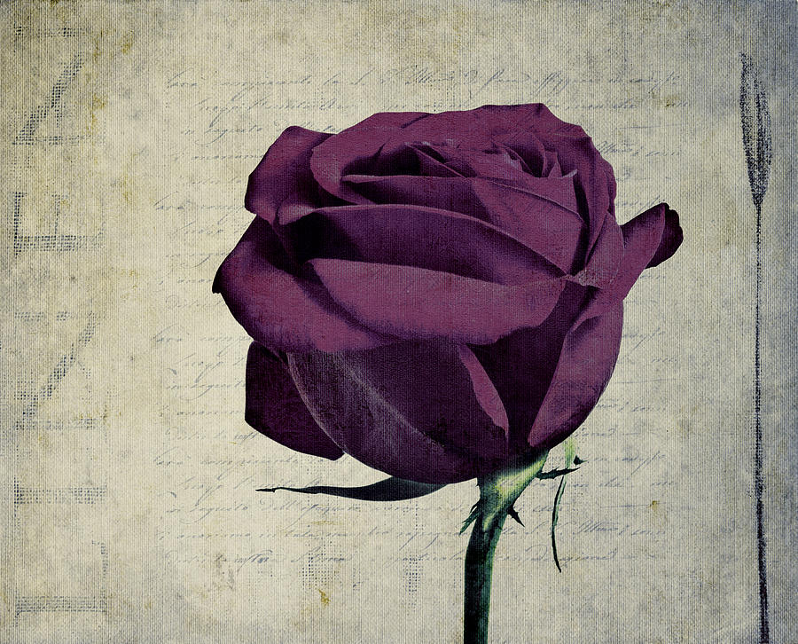 Rose en Variation - s09bt10 Photograph by Variance Collections